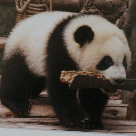 Panda Having Fun Day Photography - Picture 5 of 5